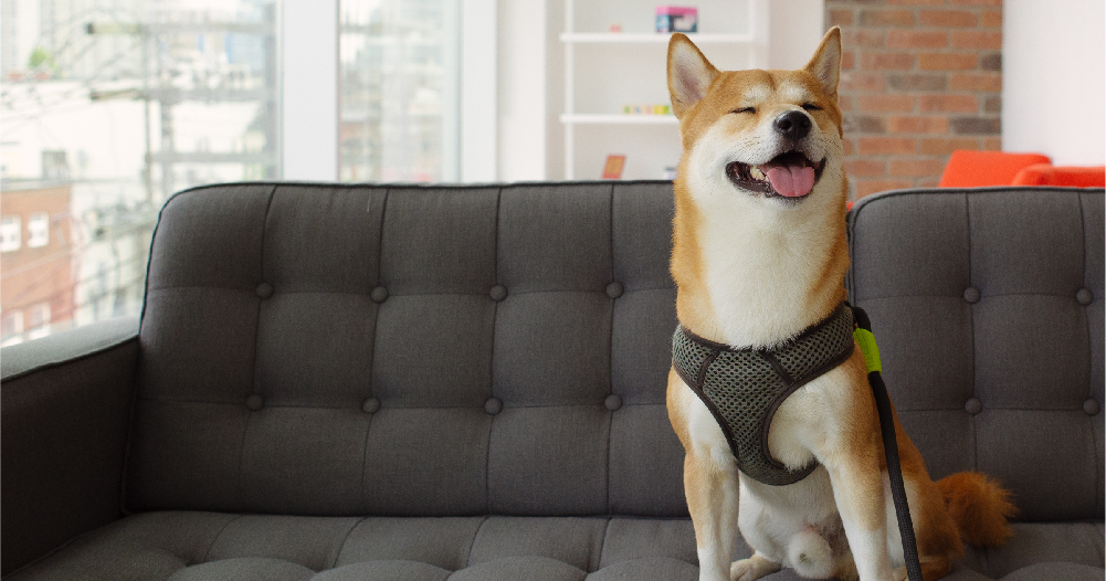 Medium size dog sits on a couch with his eyes closed and smiling with his tongue out.